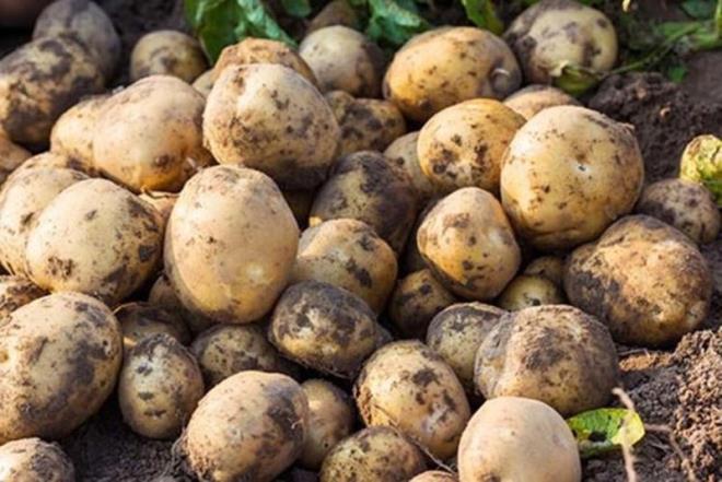 FLZLENM PATATES LME YOL AIYOR!    <br>  Aydnlk yerlerde uzun sre bekletilen patatesler bir sre sonra filizlenmeye balar. Filizlenme balayan yerler zamanla patatesin kimyasn bozmaya balar ve bu durum salk sorunlarna yol aar. Filizlenen bir patates mide ars, bulant vb. zehirlenme semptomlarn yaanmasna neden olabilir.