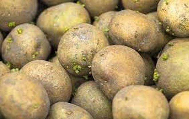 Patates de dier besinler gibi uygun koullarda muhafaza edilmelidir. Doru artlar altnda saklanmayan patates uzun sre beklediinde ve gnee maruz kaldnda yeillenir ve filizlenir. Hatta d yzeyi tamamen yeile dnd bile grlebilir.