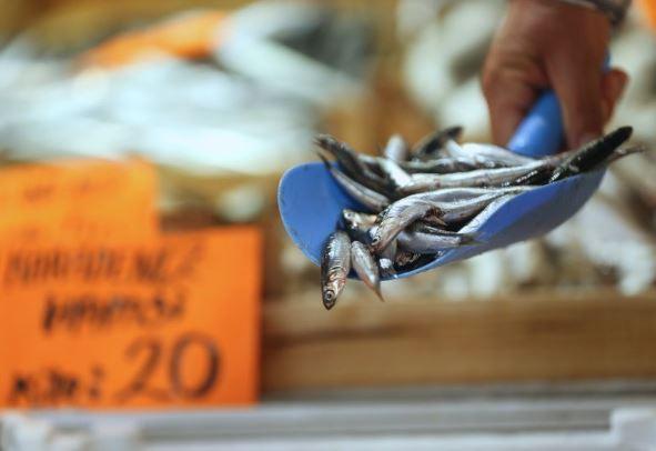 HAMS    Bu corafyann vazgeilmez balklarndan biri hamsidir. Pilavndan tatlsna kadar birok eiti olan hamsi bal ise bu ay sofralarda ska greceimiz lezzetler arasnda yerini alyor.