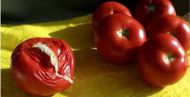 Eer elinizde rk domates varsa iek gbresi olarak deerlendirebilirsiniz. Bunun iin domatesleri bakla kk paralar halinde kesin ve bir kaba koyun, iine biraz pirin ykama suyu dkn ve slatn, ardndan plastik bir rt ile rtn ve mayalanmaya brakn