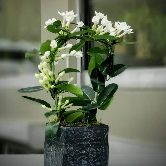 3- YASEMN<br>    Yasemin ieinin kokusu rahatlatc, kayg azaltc bir zellie sahip olduundan geceleri uykudayken iyi dinlenmenizi byk lde katk salar.    Depresyon yaayanlarn da daha huzurlu ve dingin hissetmelerini salar. Boaz ve ba arsna iyi gelir. Yasemin, daha ok gneli ve scak havalar sever.