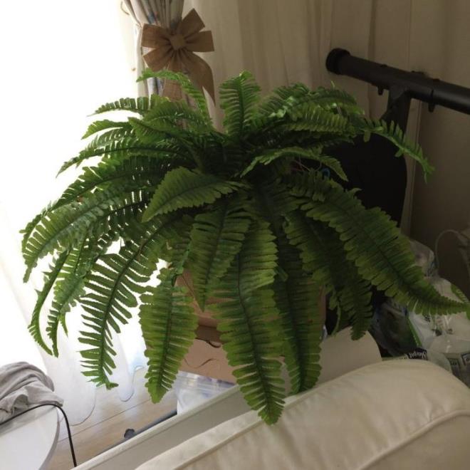 9- AK MERDVEN  <br>  Ereltiotu olarak da bilinen ak merdiveni, i mekanlarda deterjan ve temizleyicilerin neden olduu uucu organik bileiklerden kurtulmak iin birebirdir.