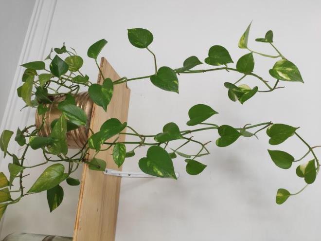 8- EYTAN SARMAII  <br>  Yatak odanzdaki toksinleri temizleyerek daha ferah bir ortam sunar. Havadaki formaldehit ve baz kimyasallarn giderilmesi iin en iyi bitkilerden biridir.