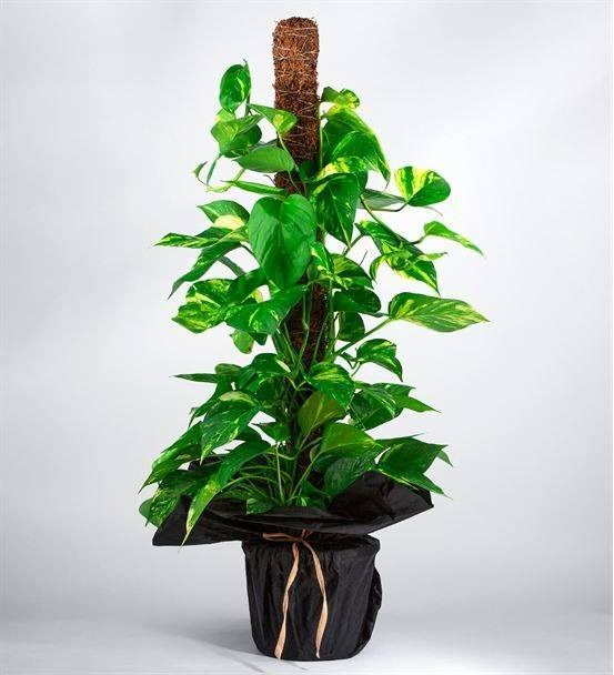 7- NGLZ SARMAII  <br>  Bu harika bitki evinizin iinde bulunan havadaki toksinleri filtreleyebilecei iin solunumla ilgili alerjilerinize de yardmc olabilir.