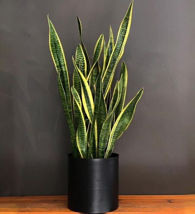 10- PAA KILICI  <br>  Ylan bitkisi veya paa klc kuru yerlerde yetien bir bitkidir. Ayrca havada bulunan 5 ana toksinin 4'n de temizleyebilir.