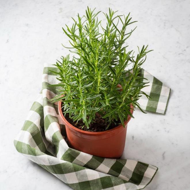 4- BBERYE    Yatmadan nce bu kokuyu almak ruhunuzu dinginletirip rahatlatr. Bu yzden yatak odanzda baucunuzdan ayrmayn.