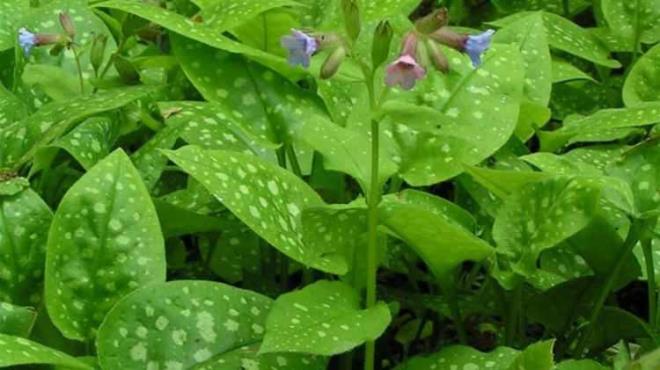 - Cier Otu sigara ime nedeniyle gs sorunu yaayanlarda kullanlabiliyor. Gs yumuatc olan Cier Otu, bundan dolay nefes darl yaayanlarda nemli bir kullanma sahiptir.