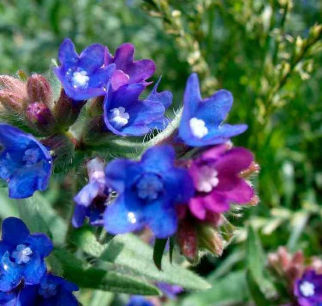 CER OTU NASIL KULLANILIR?    Kurutulan Cier Otunu kullanmak istiyorsanz, birok bitkide olduu gibi kaynatmanz gerekiyor. Kaynatma ilemi iin ilk olarak 1 bardak suyu kaynatm olmanz gerekiyor. erisine 1 tutam Cier Otu ekleyerek 7-8 dakika bekletmelisiniz.