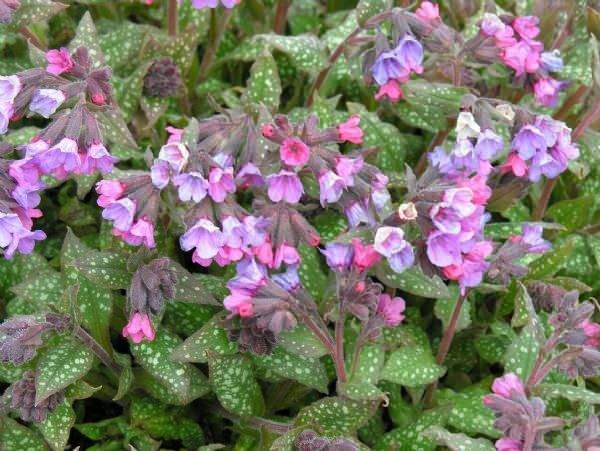 Cier Otu ierisindeki maddeler nedeniyle ar kesici zelliklere sahiptir. Ary kesen Cier Otu, nemli faydalar sayesinde rahatlama amacyla kullanlabiliyor. zellikle srekli yorgunluk yaayanlar, masa ba alanlar, hzl biimde almak durumunda olanlar Cier Otu tketerek, rahatlama salayabilirler.