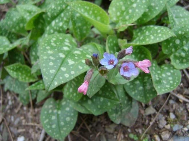 lkemizde Akdeniz ikliminin tam olarak grld yerlerde yetiebilir. Ss bitkisi olarak, kullanlabilen Cier Otu, bu adan herhangi bir zarar vermiyor. Ancak zehirli trleri nedeniyle, uzmanlara danldktan sonra kullanlmas gerekiyor.