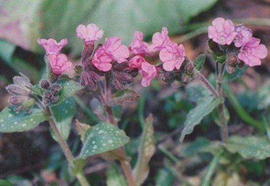 Avrupa da yetien cierotu lkemizdeki krsal kesimlerde doal olarak yetimektedir.  Hodangiller familyasnn pek nadide yelerinden biri olan cier otu, ok eski zamanlardan bu yana tedavi amal olarak kullanlmasyla biliniyor. Peki Her derde deva: Cier otunun faydalar nelerdir? Cier otu nasl tketilir?