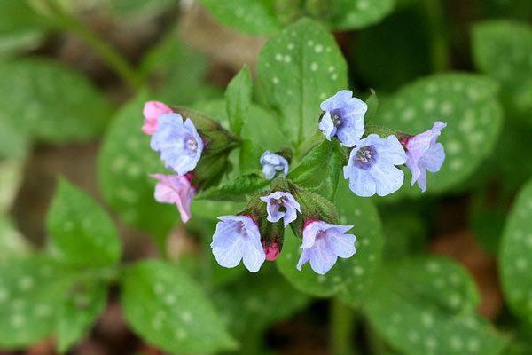 - drar sktrc zelliiyle de kullanlyor. Mikrop ldrc etkisi olan Cier Otu, vcutta meydana gelmi yaralarn hzlca ve salkl ekilde iyilemesine katk salayabiliyor.