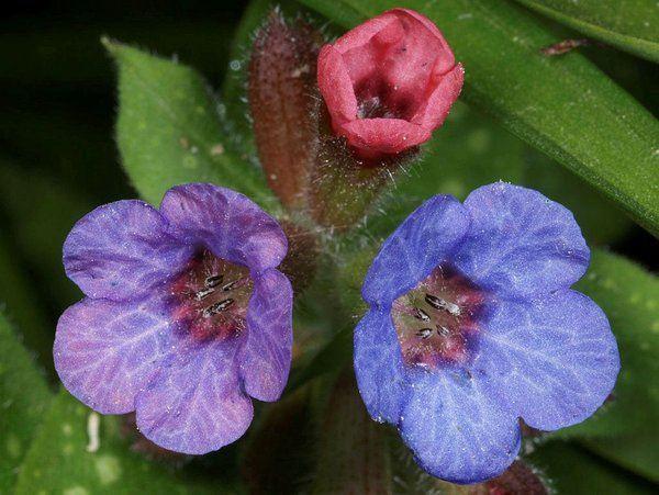 Ardndan tketebilirsiniz. Dilerseniz Cier Otu ile birlikte, biberiye veya baka bitkiler kaynatabilirsiniz. Ayn zamanda hazrladnz Cier Otu ayna bal ilave edebilir, gn ierisinde 1-2 kez tketebilirsiniz. Uzmanlar ar tketimin ishale neden olabileceini belirtiyorlar, buna dikkat etmeniz gerekiyor.