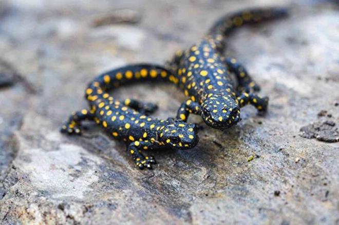 ANADOLU SEMENDER ZELLKLER NELER?  <br>    Benekli semender, (Neurergus strauchii), Salamandridae familyasndan, 14?19 cm boyunda, Trkiye'de endemik bir semender tr. Habitat kaybndan dolay soyu tehlikededir.