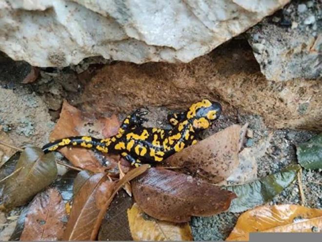 6 Anadolu benekli semenderi bir arada grntlendi  <br>    6 tane Anadolu benekli semenderini bir arada grdkleri iin sevindiklerini belirten Suba, "Bugn Tatvan'a bal Dalda kyne Anadolu benekli semenderi fotoraf ekmeye geldik. Daha nce geldiimizde bulamamtk.