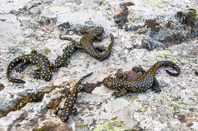 Trkiye'de Mu, Bingl, Malatya ve Bitlis'te varlklar tespit edilen 'Anadolu benekli semenderi' koruma altnda bulunuyor.