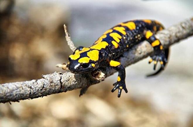 Bu tr ayn zamanda koruma altnda olan bir tr. nk nesli azalmakta olan trlerden birisi. Yaadn bilmek, grmek ve fotorafn ekmek byk bir keyif verdi. Umarm daha uzun yllar onlar grme imkan buluruz" dedi.