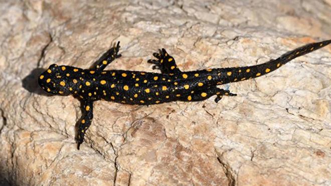 ANADOLU SEMENDER ZEHRL M?  <br>    Zehirli srk veya zehir pskrtme gibi kabiliyetleri olmayan Semender sadece yamurlardan sonra ortaya kar.