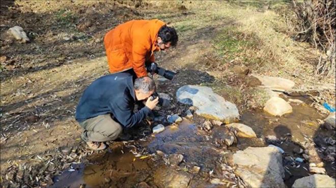 Bitlis Eren niversitesi retim Grevlisi ve doa fotorafs Oktay Suba, aldklar duyum zerine ileye bal Dalda kyne giderek Anadolu benekli semenderini kayt altna alp fotorafladklarn syledi.