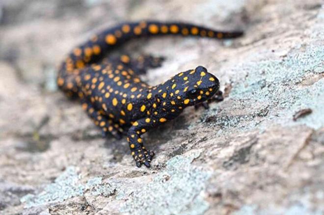 Anadolu benekli semenderini grmek ok sevindirici, nk bu tr endemik bir tr. Sadece Bitlis, Mu, Bingl ve Malatya'da kaytlar var. 6 tane birey grmemiz sevindiriciydi.