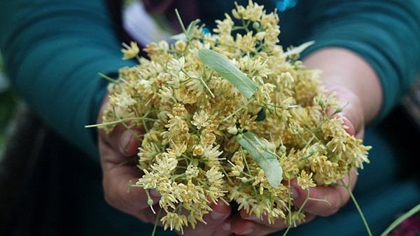 Ihlamurun ar kesici zellii bulunuyor. Bu sebeple ba ars, migren sorunu yaayanlarn dzenli olarak hlamur tketmesi tavsiye ediliyor.      Ihlamur onlarca yldr iyi bir sakinletirici olarak kullanlyor. Stres dzeyini dren hlamuru ll olmak artyla her gn tketebilirsiniz.