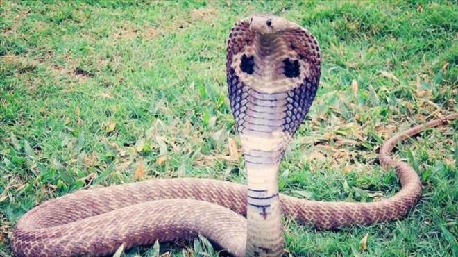 Aralk aynda aklanan verilere gre tm dnyada en ok aratrlan rya ylanlarla ilgili olan ryalar olduu ortaya kt.    Trkiye'nin de ryada ylan grmeyi aratran ilk lkelerden biri olduu anlald