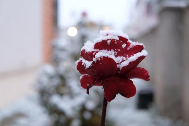 Kar ya���� �ehirde kartpostall�k manzaralar sundu. Bulutlu ve so�uk havan�n ard�ndan ba�layan kar, aral�klarla �iddetini art�rarak s�r�yor.