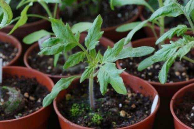 ay posas bitkilerinizi besler  <br>  Saksda yetitirdiimiz bitkilerin daha abuk bymesi, daha salkl yetimesi iin yapmanz gereken tek ey; ay demini saks dibine dkmek!