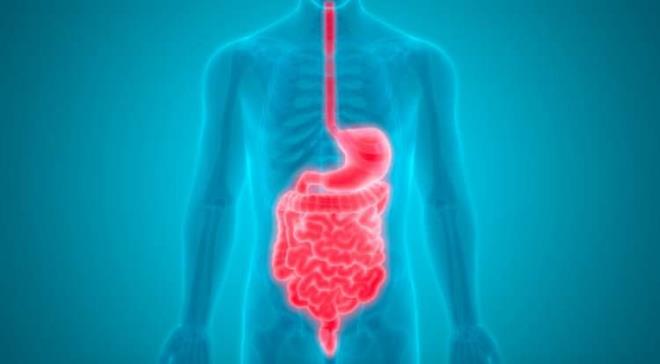 SNDRME Y GELR  <br>  eriinde bulunan lif sayesinde kt kolesterolnz drr. ve kan ekerinizi dengelemeye yardmc olur. Ayrca ok etkili olarak bilinen faydalarndan biri olan bu zellii sayesinde barsaklarn i yzeyini gl tutar. Bu da mide hastalklarnznda byk lde iyilemesini salar.