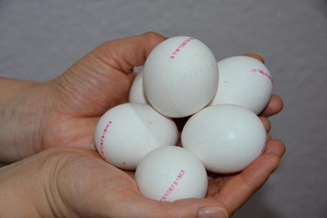 1 NUMARA KODLU YUMURTA NE ANLAMA GELR?<br>    Tavuklarn beslenmesinin organik olduunu garantilemez, endstriyel yemler tavuk beslenmesinde kullanlr.