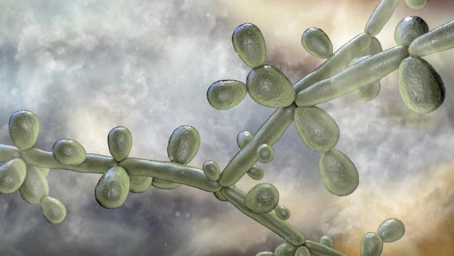 CANDDA AURS NE KADAR LMCL?    2019 ylndaBMC Infectious Diseasesadl bilimsek dergide yaymlanan almaya greC. auris'n enfekte ettii topluluklardaki lm oran yzde 30 ile yzde 78 arasnda deiiyor.