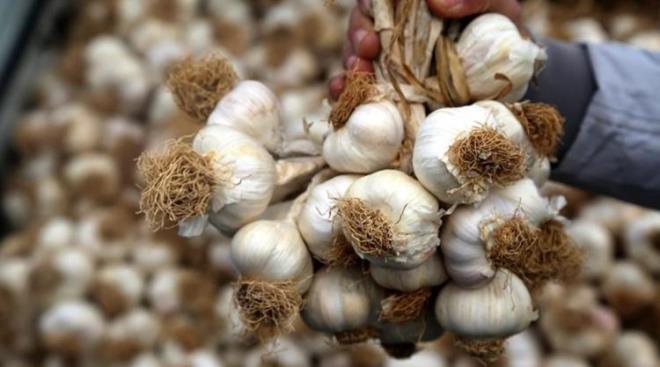 Dnya apnda yaygn bir bitki tr olan sarmsak, faydalaryla n plana kyor. Doal bir antibiyotik grevi gren sarmsan, 10 dakika kuralyla faydasn iki katna karacak olan bu yntem doktorlar tarafndan sklkla nerilmektedir. te sarmsa maksimum dereceye karak o yntem...