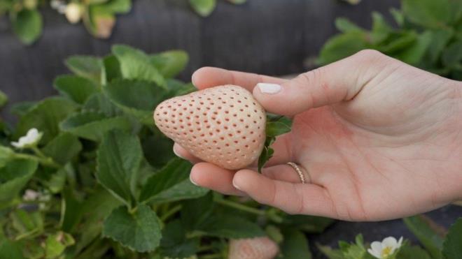 Facebook'ta Teri adl bir kullanc "ilein ananas gibi tat vermesini istemiyorum, ileklerin tad ilek gibi olsun istiyorum? dedi.