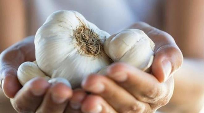 Barsaktaki parazitlerin temizlenmesinde etkili bir rol oynamaktadr.