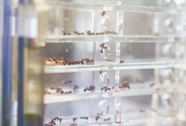  denemeden sonra karncalar, salkl farelerin idrar kokusu ile tmr tayan farelerin idrar kokusu arasndaki fark anlayabildi.