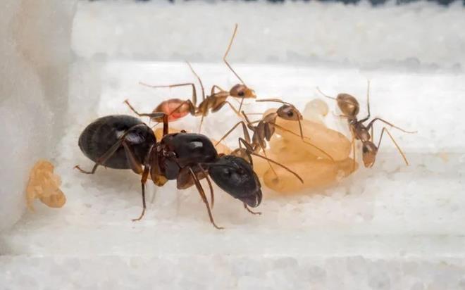 Bilim insanlar nemli bir kefe imza atarak karnca mucizesini ortaya kard. Farelerden alnan idrar rneklerine maruz braklan karncalar 3 denemede fark anlad! Bilim insanlar, 'Karncalarn ne kadar verimli ve gvenilir olduuna ardk' aklamas yapt. Karncalar sayesinde hastalk erken tehis edilebilir.