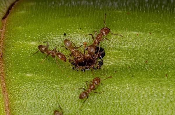 Profesr, "Ayrca karncalarn eitilmesi kolay, olduka hzl reniyorlar ve onlar barndrmak pahal deil." diye konutu.   Proceedings of the Royal Society B: Biological Sciences adl bilimsel dergide yaymlanan alma iin aratrmaclar, Formica fusca olarak bilinen trlere ait 70 karncay tmrl ve tmrsz farelerden alnan idrar rneklerine maruz brakt.