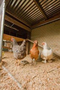 Uzun soyulmu sosise kanatl eti, yabanc doku ve i organ katlyor.