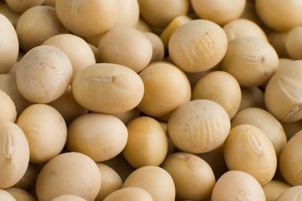 3. Soya     E vitamini asndan zengin bir dier besin de soyadr. Hemoglobin retiminde nemli yere sahip olan demir soyada bol miktarda bulunur. Hemoglobin, kanda bulunur ve oksijenin tanmasn salar. Yeterli hemoglobin olmadnda kan dolamnn dzgn ilemesi mmkn deildir. Dolam sistemi dzgn almadnda sa derisi salarn bymesi iin yeterli destei alamaz.