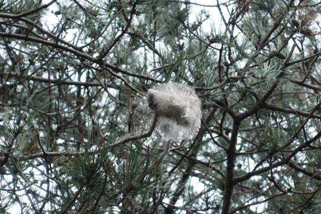 Kordiseps cinsine ait mantarlarn zellikle geleneksel in tbbnda gnlk enerji seviyesini ykseltici ve metabolizmay hzlandrc olarak kullanldn syleyen Erol, in'in Pekin kentinde dzenlenen 1993 Ulusal Oyunlar'nda bin 500, 3 bin ve 10 bin metre yarlarnda 5 dnya rekoru kran  koucunun kordiseps sinensis aldklarnn ortaya ktn syledi.
