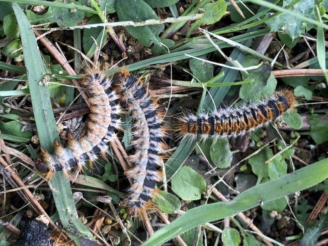 Bu mantarlardan en ilgin olann ise kordiseps militaris olduunu ifade eden Naim Gle, "Yaklak yirmi yllk bir mantar servenim var. Bu mantar uzun yllar ormanlarda aradm ve am kese bcekleriyle bir balantsnn olduunu yabanc bir kaynakta okuduumda ormanlara giderek am aalarnn zerlerinde am zararls olan am kese bceini aradm. Kaynaklarda souk havalarda mantarn yeryzne kt sylendii iin 2015 ylnda stanbul'daki am ormanlarnda nihayet kordiseps militaris mantarn buldum. Ardndan Ankara niversitesinden mikolog Do. Dr. Ilgaz Akata'ya gnderdim. Bilimsel makale 2016 ylnda yaymland." dedi.