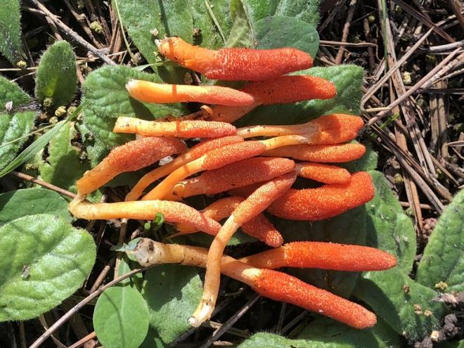 Uzun aratrmalar sonucu stanbul Samandra Orman'nda kordiseps militaris mantarna rastlayan doal mantar aratrmacs Naim Gle ile tbbi mantarlar konusunda akademik aratrmalar yapan mikolog Selime Semra Erol, tbbi yn bulunan zombi mantarna dair bilinmeyenleri anlatt.