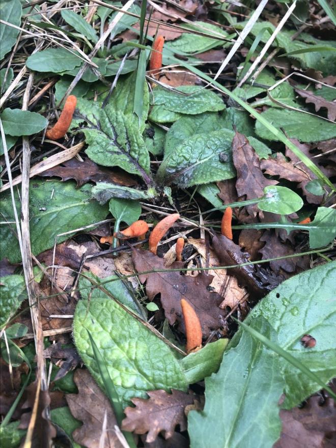 Gle, kk bir mantar olmasna karn krmz rengi nedeniyle gezerken kolay fark edilebilecek bu mantarn am kese bceklerinin istila ettii am aalarnn bulunduu yerlerde aranmas gerektiini belirtti.    Bu mantarn, trtl halindeyken etkiledii am kese bceinin pupa evresinden beslendiini, yer altna giren bcei ldrdkten sonra kozaya dnen kabuundan, uygun s ve artlar olutuunda yani mevsimi gelince dar ktn anlatan Gle, mantarn alt ksmna bakldnda besi yeri olarak kulland am kese bceinin pupasnn rahatlkla grlebileceini ifade etti.