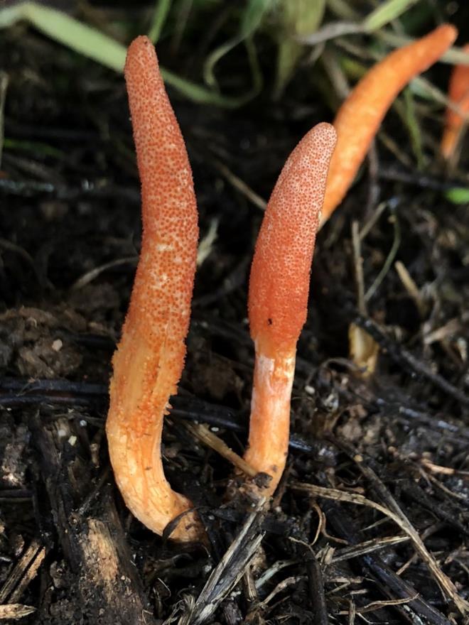 "MESANE TMRN DURDURUCU ETKYE SAHP"    Dnyada Himalayalar'da, Tibet'te yksek yerlerde yetien bir mantar olan kordiseps militarisin zellikle Hindistan'da ve in'de gda olarak tketildiini ve asl nemli olann iindeki kordiseps maddesi olduunun aktaran Erol, "2010 ylnda yaplan bir alma sonucunda kordisepsin insan mesane kanseri hcrelerinin oalmasn ve gn engellediini ortaya koydu. Ayrca bu tbbi mantar, bbrek ve karacier hastalklaryla ilgili tedavilerde kullanlan etken maddeleri, bileikleri iermektedir." ifadelerini kulland.