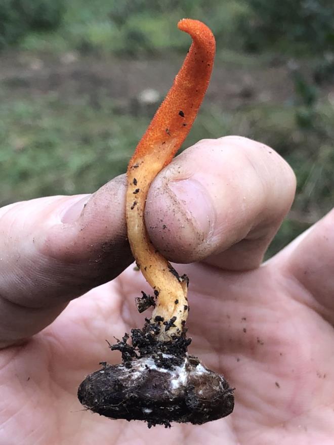 "BU MANTARI UZUN YILLAR ORMANLARDA ARADIM"    Kendini mantarlarn kefine adadn syleyen doal mantar aratrmacs Naim Gle ise bugne kadar Trkiye'de 2 bin 500'n zerinde mantar kefedildiini, bu mantarlarn 1000'den fazlasn ormanlarda bulup Latince bilimsel isimleri ile beraber aratrp, inceleyip, tanmlama ans elde ettiini ve u ana kadar deneyimleme bakmndan 219 mantarn tadna baktn syledi.