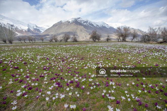 leye bal akmakl, Gneykonak, Ziyaret, Konaklar ve Paadz kyndeki tarm arazilerinde de idem ve nergisler at.