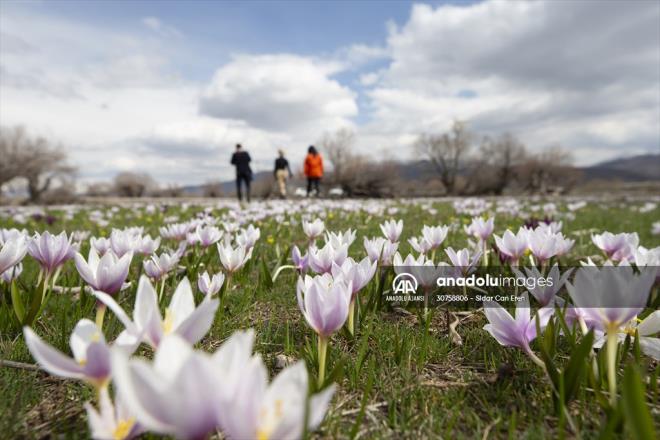 Karla kapl dalarn zirveleriyle btnleen sar, mor ve beyaz renkli iekler grntlendi. Yrede yaayanlar iekler arasnda gezinti yaparak fotoraf ekti.