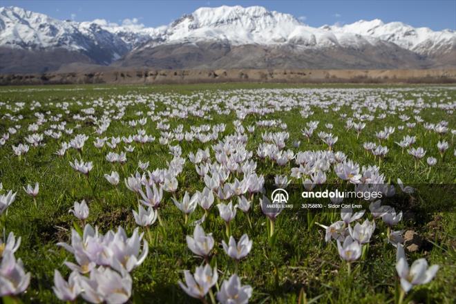 Tunceli'nin Ovack ilesinde ilkbaharn geliiyle aan idem ve nergisler doaya gzellik katt. Munzur ve Mercan dalar arasnda kurulu 1500 rakml ilede, karlarn erimesiyle tabiat canlanmaya balad.