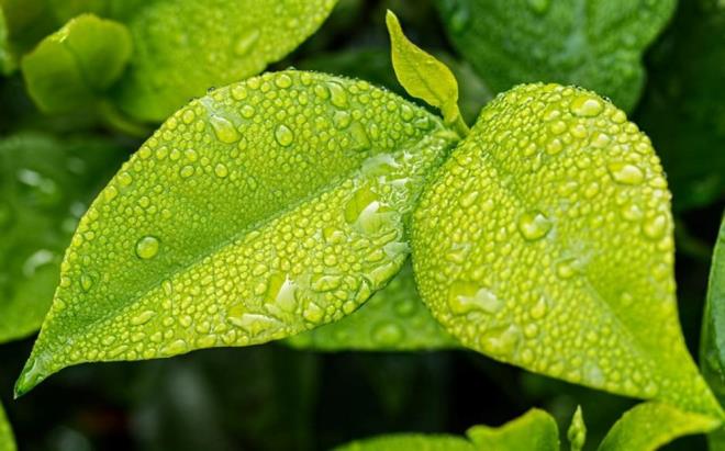 Nisan yamuru biriktirme gelenei azalsa da, zellikle krsal blgelerde eitli ekillerde yaatlyor. Nisan yamurunun ifasna inananlar yamur yaarken leen ve geni azl kaplar ak alana brakarak iine yamur suyu dolmasn salyorlar.