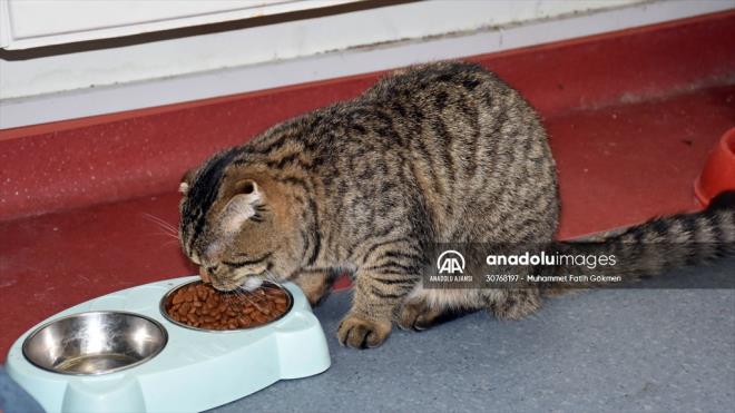 l Milli Eitim Mdrlnde Milli Eitim Bakanl Biliim Sistemleri (MEBBS) yneticisi olarak alan Bilal Demirci, 3 ay nce ablasnn kedisinin yavrusunu kurumuna getirdi. lgi grmeye balayan kedi, kurumun maskotu oldu.